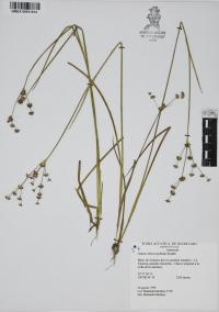 Juncus microcephalus image